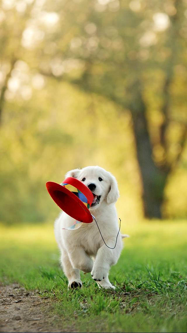 Weather Puppy for partly cloudy weather