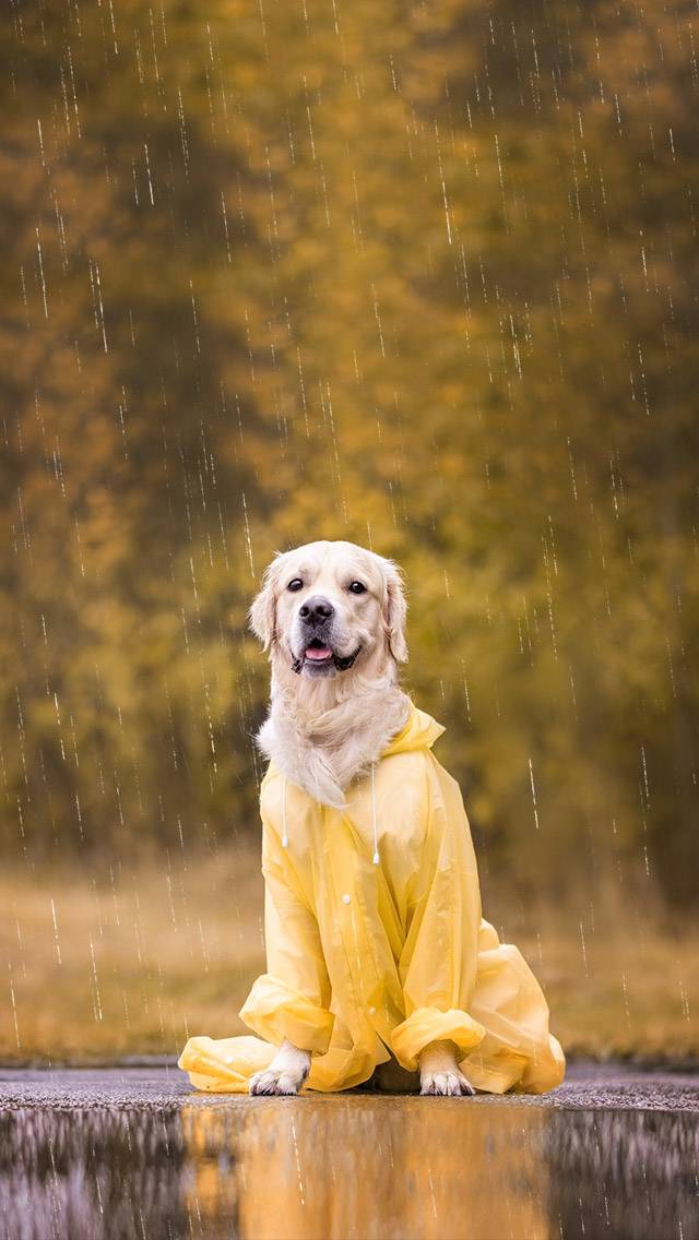 Weather Puppy showing rain weather